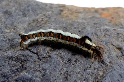 Acronicta psi