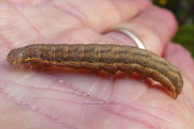 Lacanobia oleracea