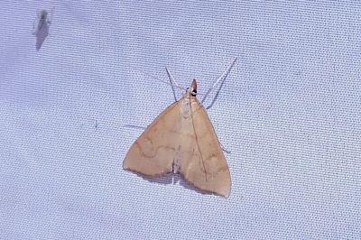 Anania crocealis