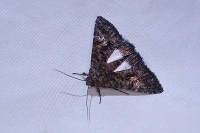 Aedia leucomelas