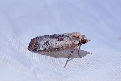 Epilecta linogrisea
