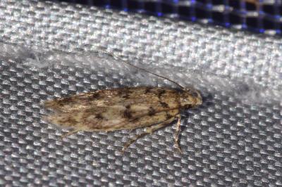 Bryotropha domestica