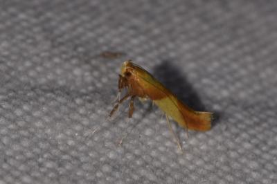 Caloptilia robustella