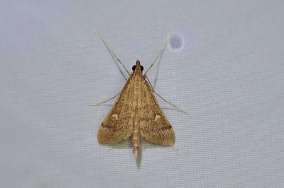 Dolicharthria punctalis