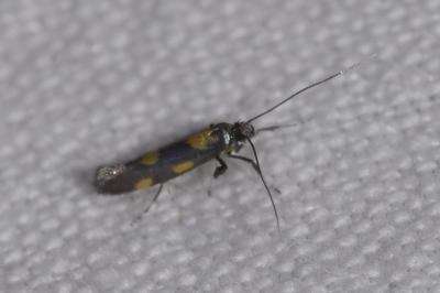 Euspilapteryx auroguttella