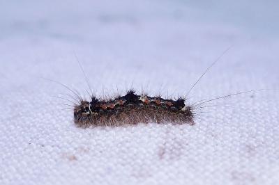 Wittia sororcula