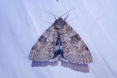 Catocala fraxini
