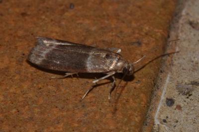 Cryptoblabes bistriga