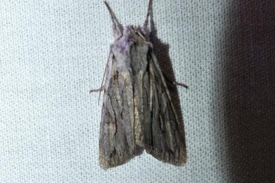 Lithophane leautieri