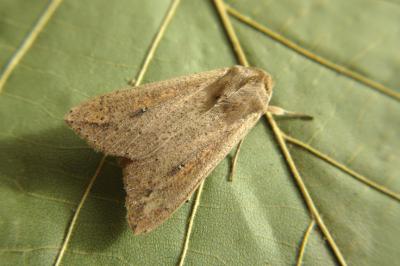 Mythimna unipuncta