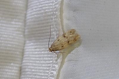 Borkhausenia nefrax