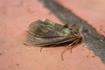 Diachrysia chrysitis