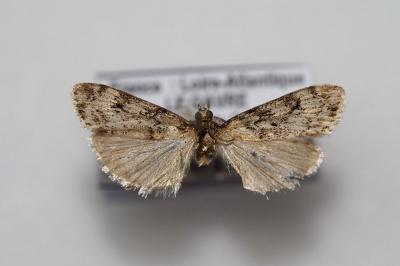 Eudonia truncicolella