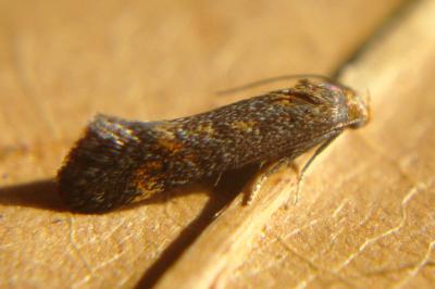 Apodia bifractella