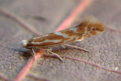 Phyllonorycter scopariella