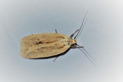 Agonopterix pallorella