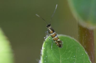 Phyllonorycter stettinensis