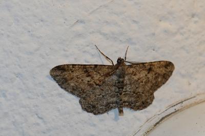Peribatodes rhomboidaria