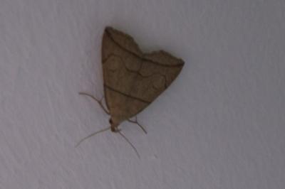 Herminia grisealis