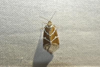 Deltote bankiana