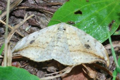 Drepana falcataria