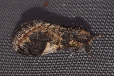Notodonta tritophus