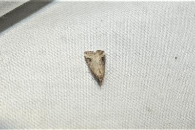 Schrankia costaestrigalis
