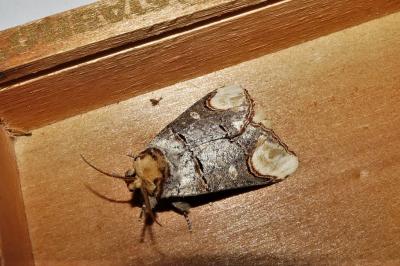 Phalera bucephala