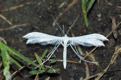 Pterophorus pentadactylus