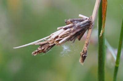Canephora hirsuta
