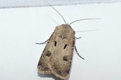 Agrotis exclamationis
