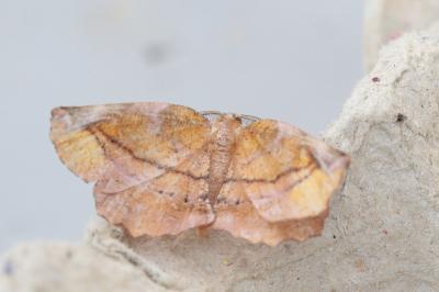 Apeira syringaria