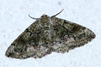 Cleorodes lichenaria