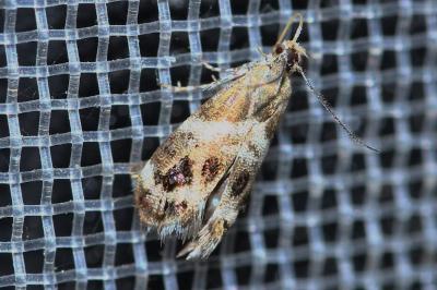 Tebenna micalis