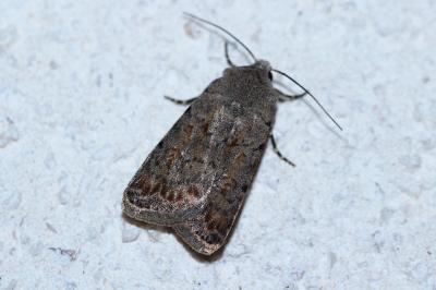Caradrina clavipalpis