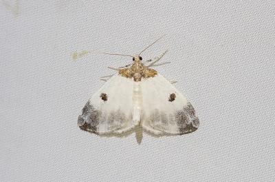 Plemyria rubiginata