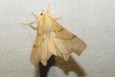 Ennomos erosaria