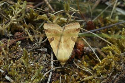 Heliothis peltigera