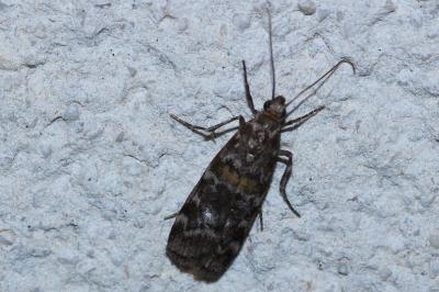 Dioryctria sylvestrella