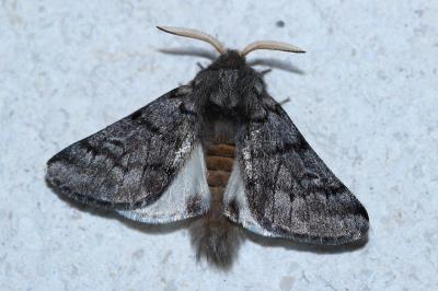 Thaumetopoea pityocampa