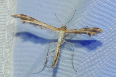 Oxyptilus laetus