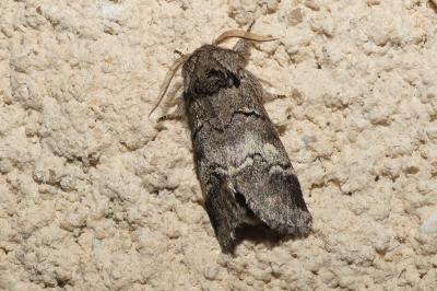 Drymonia querna