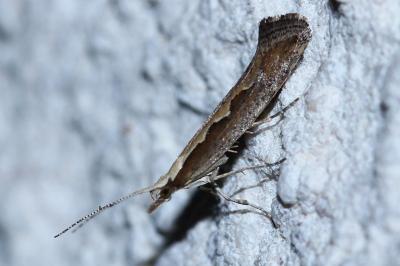 Plutella xylostella
