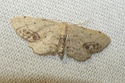 Idaea dimidiata