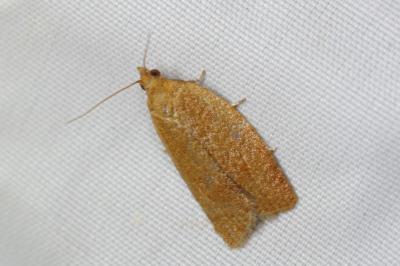 Clepsis consimilana