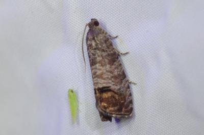 Cydia pomonella