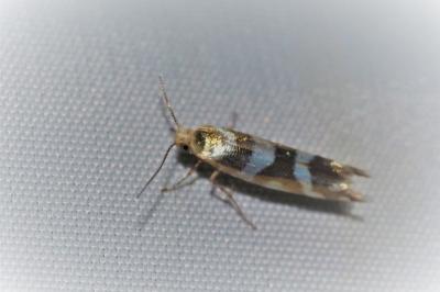 Argyresthia goedartella