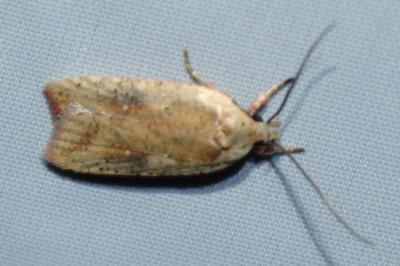Agonopterix nervosa
