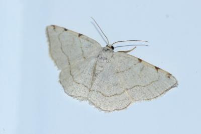 Stegania trimaculata