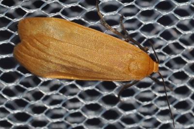 Wittia sororcula